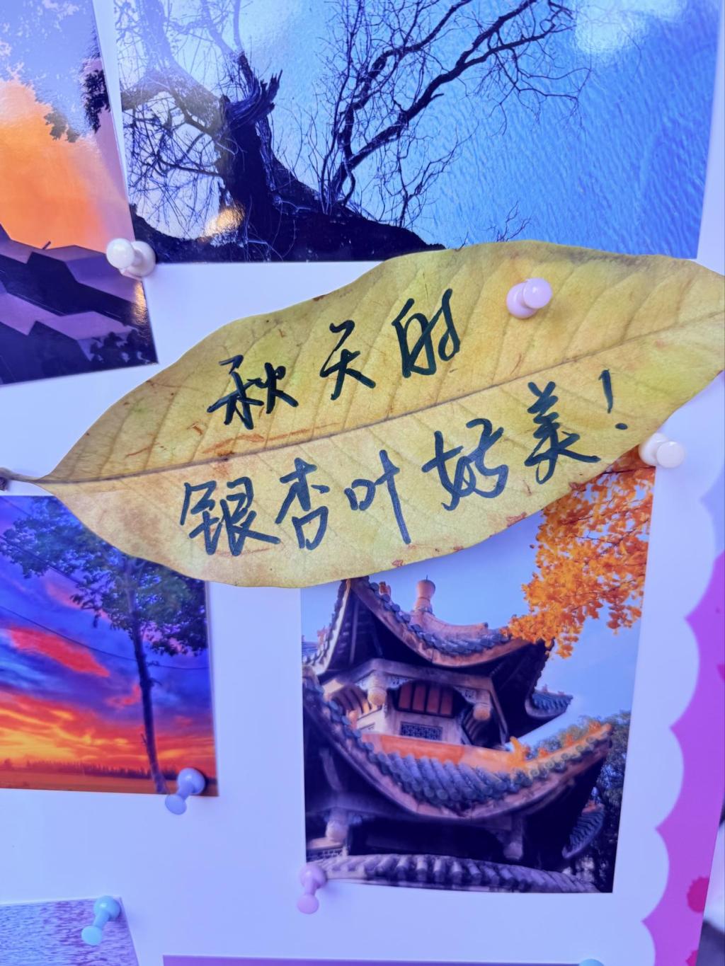 xcsport体育直播